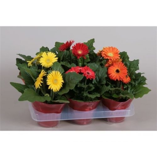 Gerbera mix