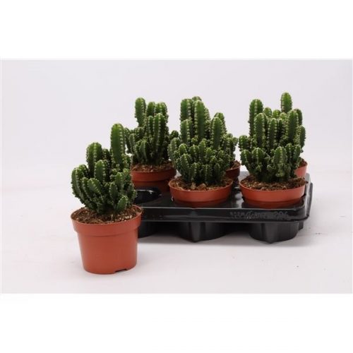 Cereus peruvianus paolina