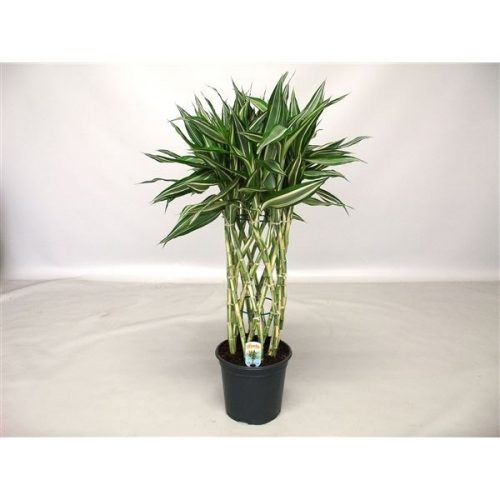 Dracaena sandriana