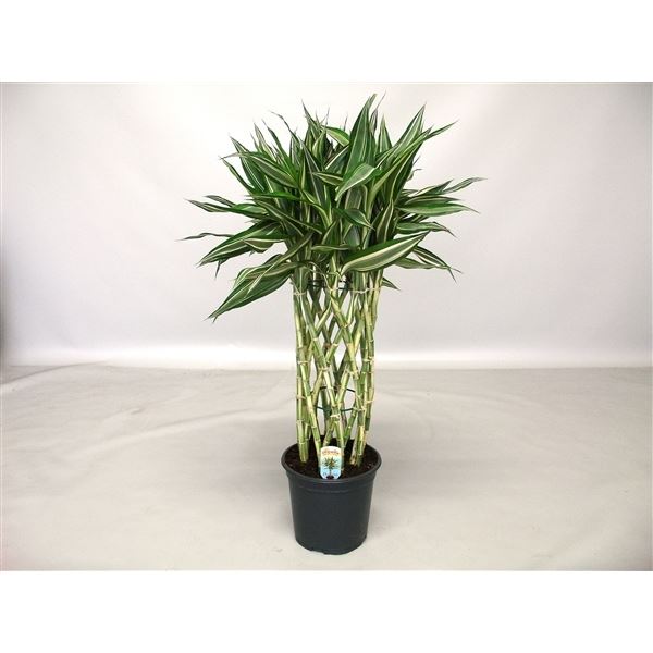 Dracaena sandriana