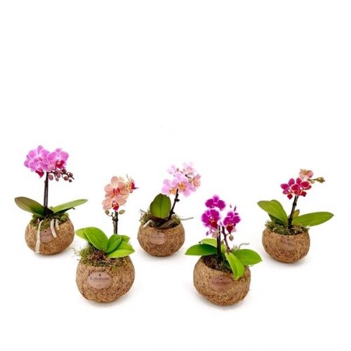 Kokodama phalaenopsis mix kd12orch1t