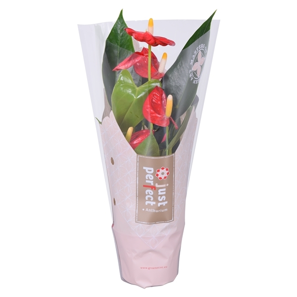 Anthurium andr. sintra 1 Anthurium andr. sintra