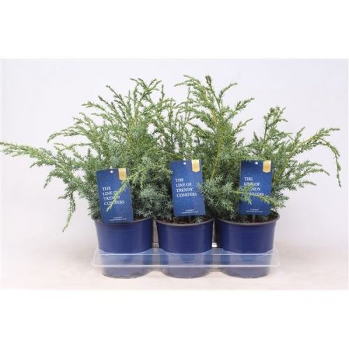 Juniperus blue alps