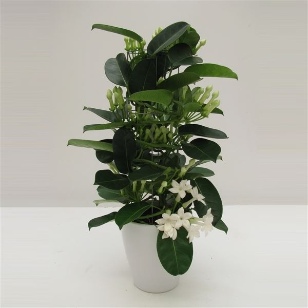 Stephanotis floribunda luxe cylinder 1 Stephanotis floribunda luxe cylinder