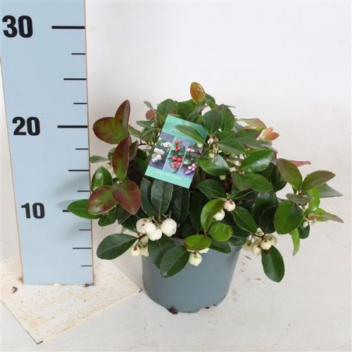 Gaultheria overig witte bes