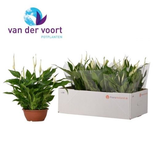 Spathiphyllum chopin schaal