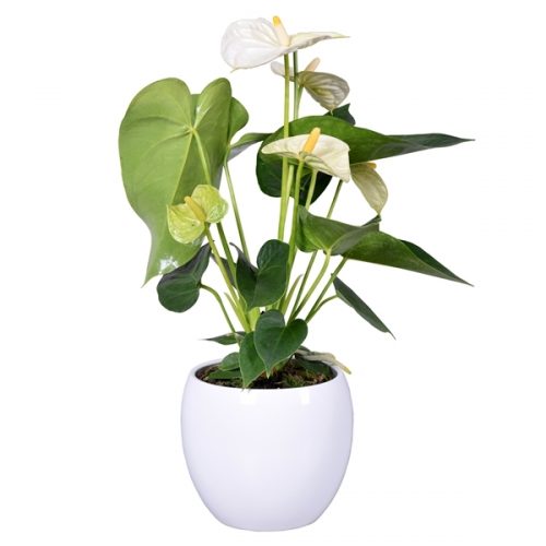 Anthurium andr. white fp026-51003