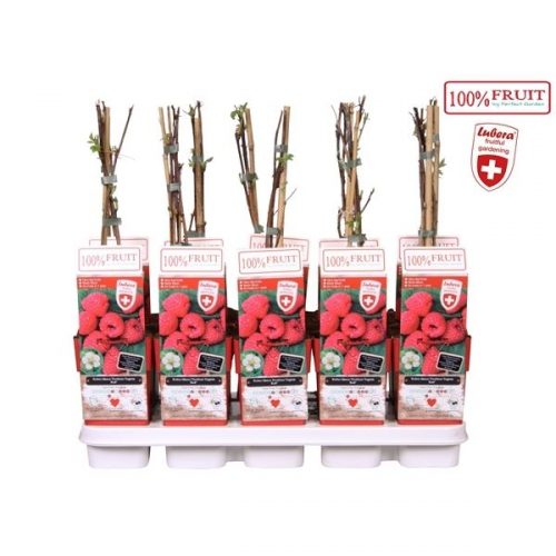 Rubus ideaus twotimer sugana red