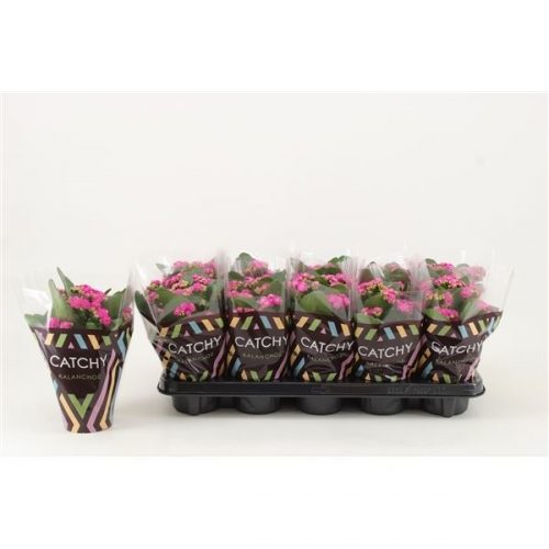 Kalanchoe rosalina don amarillo geel