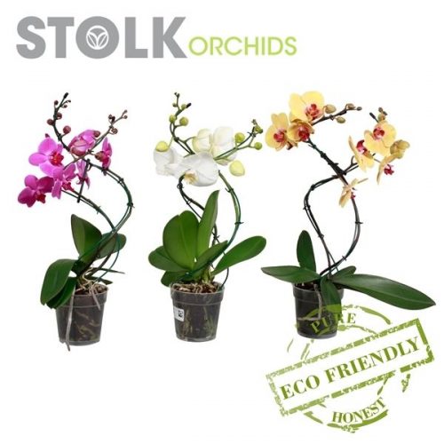Phalaenopsis mix cascade