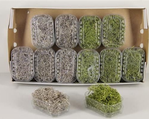 Moss tillandsia box mixed - Moss tillandsia box mixed