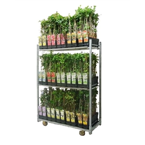 Klimplanten mix cc standaard 1 Klimplanten mix cc standaard