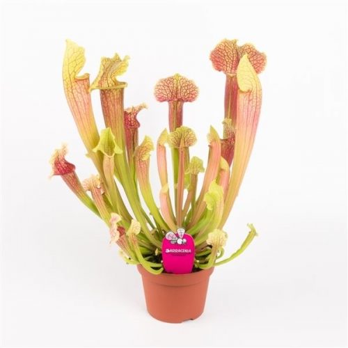 Sarracenia smoorii