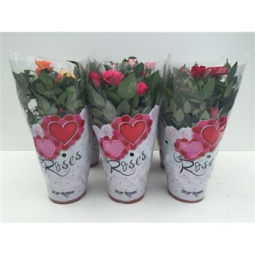 Rosa star roses mix love