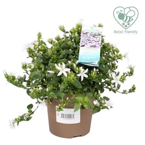 Campanula adansa white
