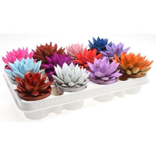 Echeveria miranda rainbow mix