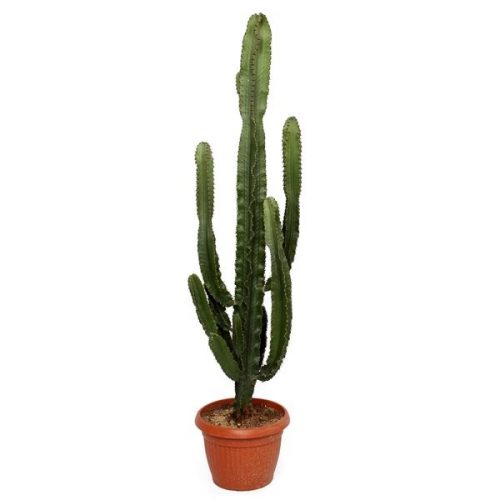 Euphorbia erytrea 35 cm