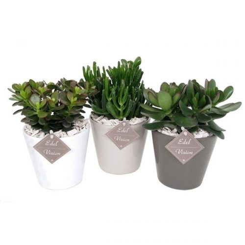 Crassula mix ev844