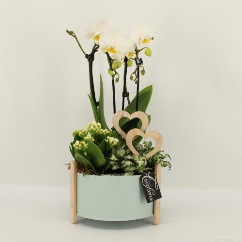 Phalrm-2022w romantic phalaenopsis	-	3	-	Adet