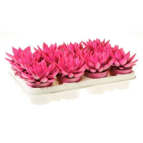 Echeveria miranda rainbow neon magenta