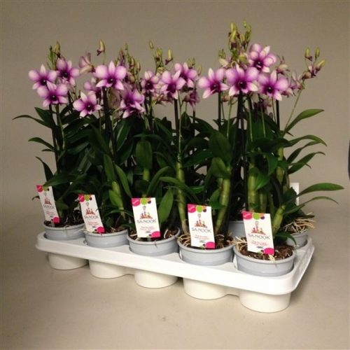 Dendrobium sa-nook polar fire
