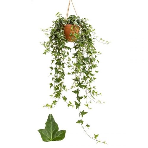 Hedera helix shamrock