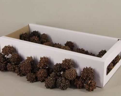 Spidergum knobs box (100p) - Spidergum knobs box (100p)