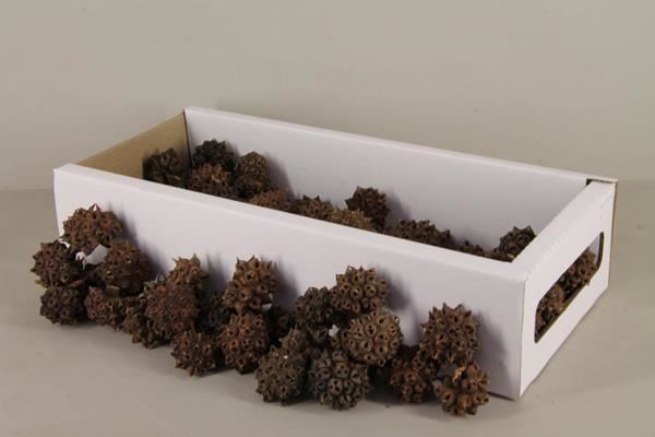 Spidergum knobs box (100p) - Spidergum knobs box (100p) 1 Spidergum knobs box (100p) - Spidergum knobs box (100p)