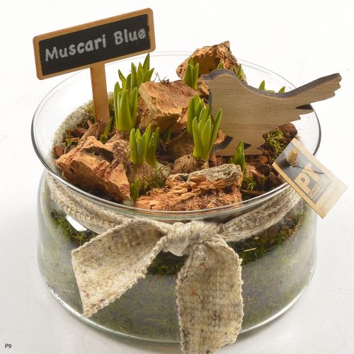 Muscari l%	-	5	-	Adet