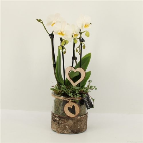 Phalrm-2019w romantic phalaenopsis	-	4	-	Adet