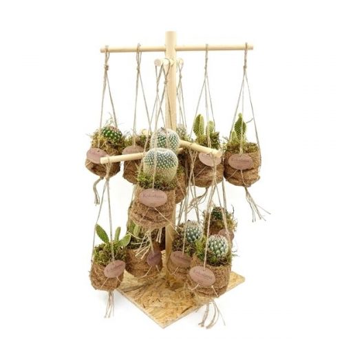 Birdsnest display cactus knd60cactus