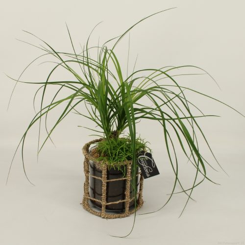 Grcr-2037 green creations	-	6	-	Adet