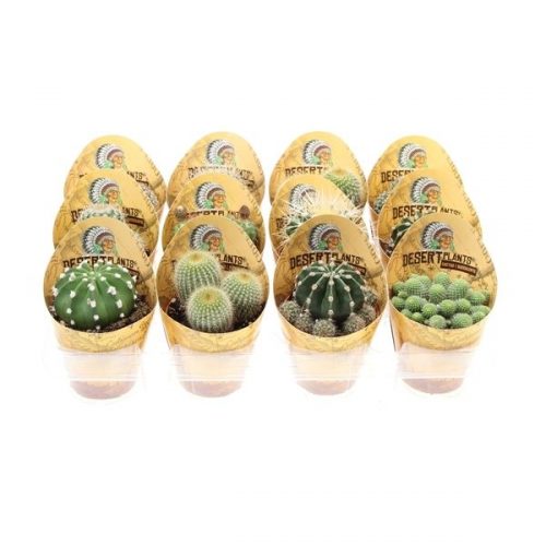 Cactus bol mix potcover desert plants pv8029