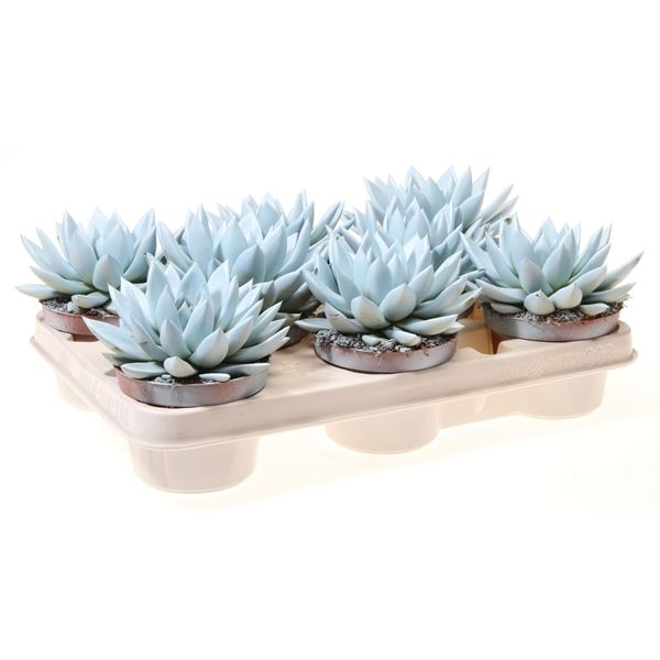 Echeveria miranda rainbow soft blue