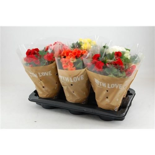 Begonia elatior du. mix