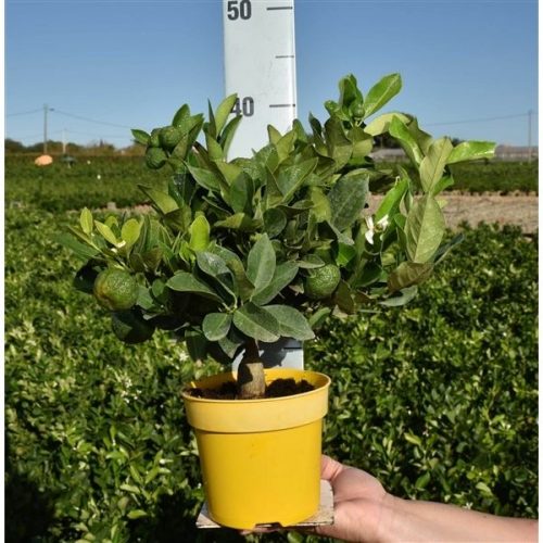 Citrofortunella floridana eustis