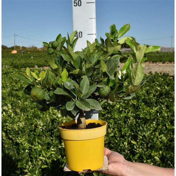 Citrofortunella floridana eustis