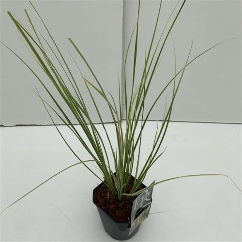 Cortaderia sell. mini gold pampas