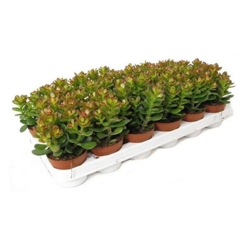Crassula ovata minor min508