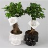 Ficus microcarpa ginseng 2