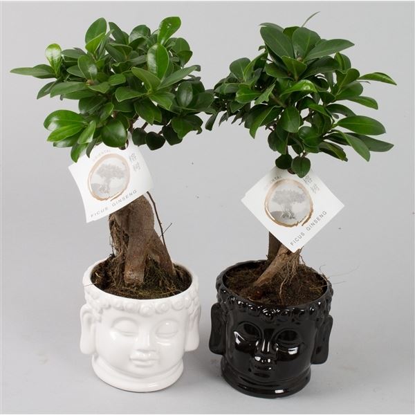 Ficus microcarpa ginseng 1 Ficus microcarpa ginseng