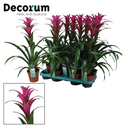 Guzmania freya roze		-	9	-	Adet