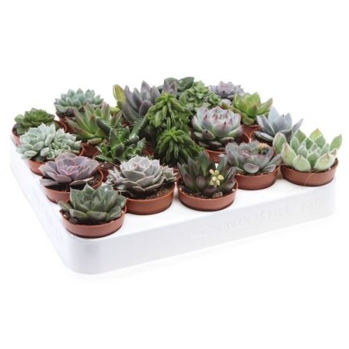 Succulenten mix su5001