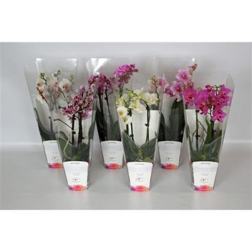 Phalaenopsis multiflora mix pkm12000003