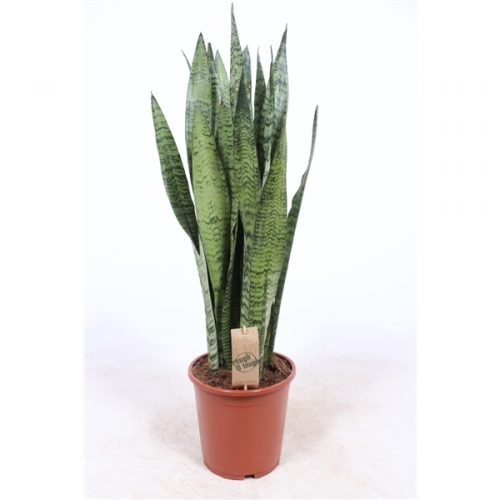 Sansevieria zeylanica