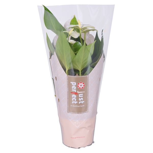 Anthurium andr. namora 1 Anthurium andr. namora