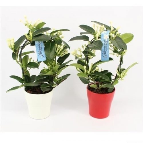 Stephanotis floribunda