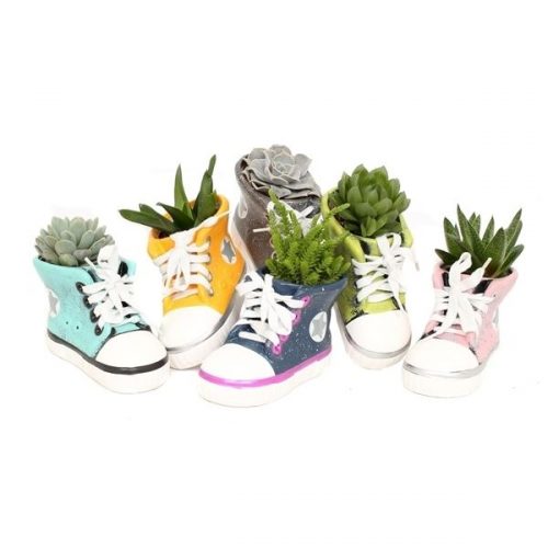 Succulenten mix r26