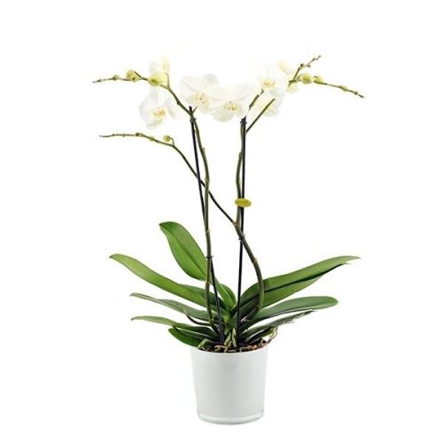 Phalaenopsis white giant ggia2t8s