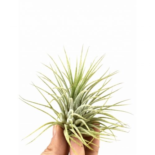 Tillandsia ionantha groen / rood